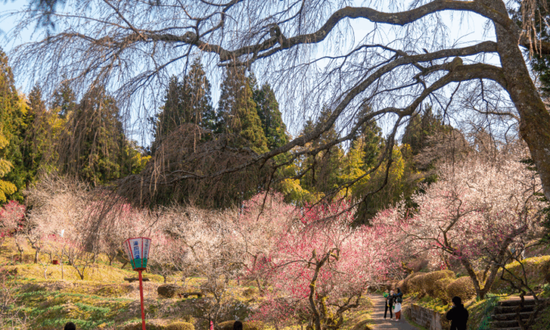 湯田川梅林公園